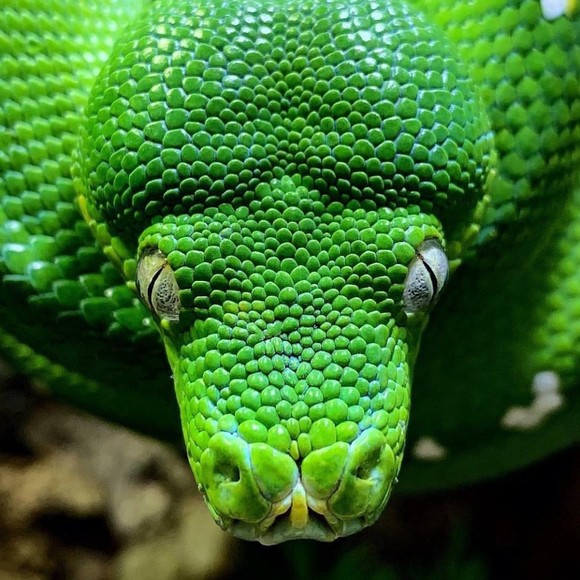 Meet your Posher, Posh - Picture 1 of 1